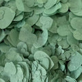 Cedar Green