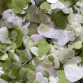 Sage White Moss Mix